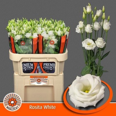 Срезанные цветы оптом Lisianthus do rosita white от 40шт... из Голландии с доставкой по России