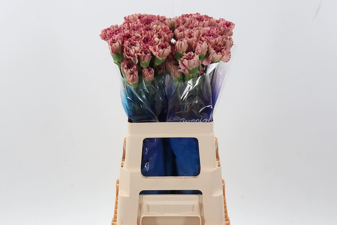 Срезанные цветы оптом Dianthus st vortex от 80шт из Голландии с доставкой по России