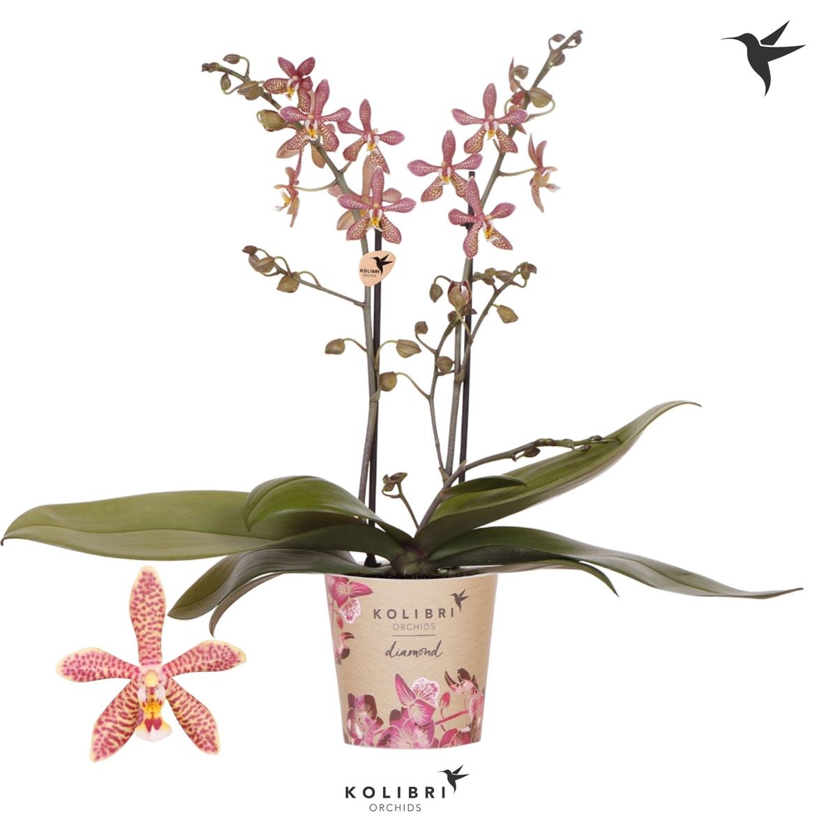 Горшечные цветы и растения оптом Phal 2st Spider (ok) от 6шт из Голландии с доставкой по России