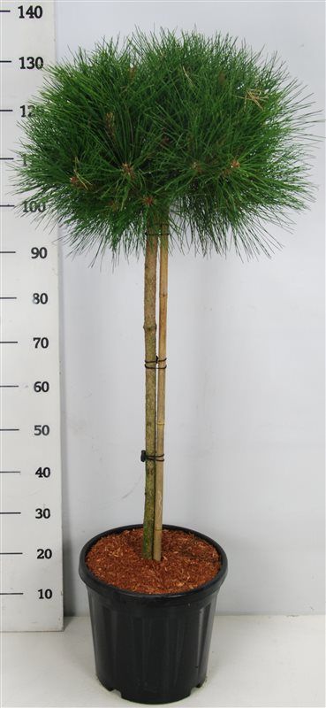 Горшечные цветы и растения оптом Pinus Nigra Pierrick Bregeon On Stem от 1шт из Голландии с доставкой по России