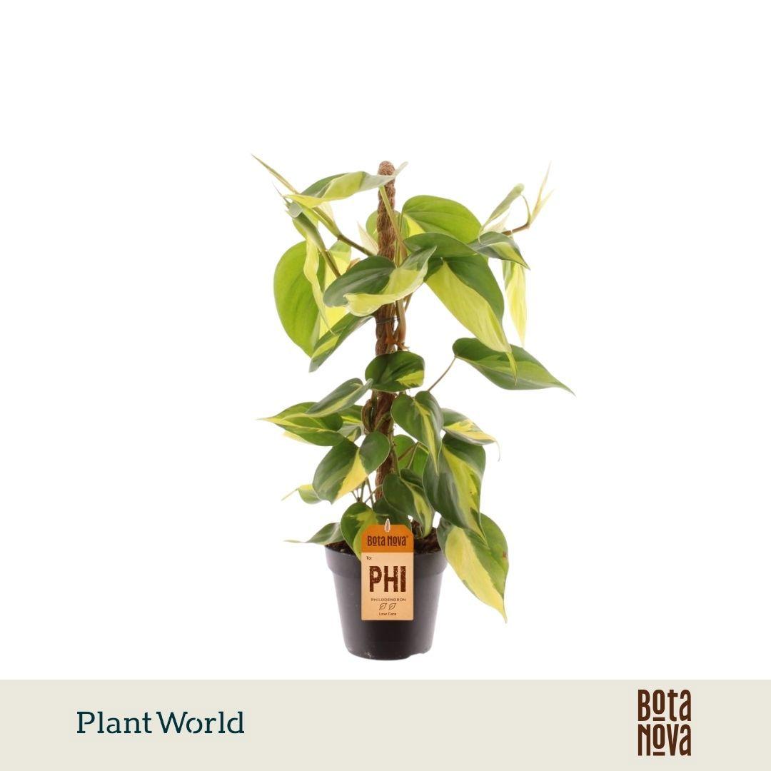 Горшечные цветы и растения оптом Philodendron Scandens Brasil Mosspole от 10шт из Голландии с доставкой по России