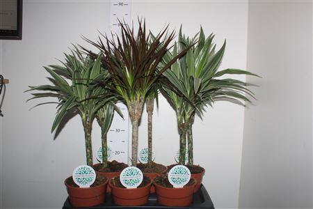 Горшечные цветы и растения оптом Kamerpl Gem Gr 4 Srt от 6шт из Голландии с доставкой по России