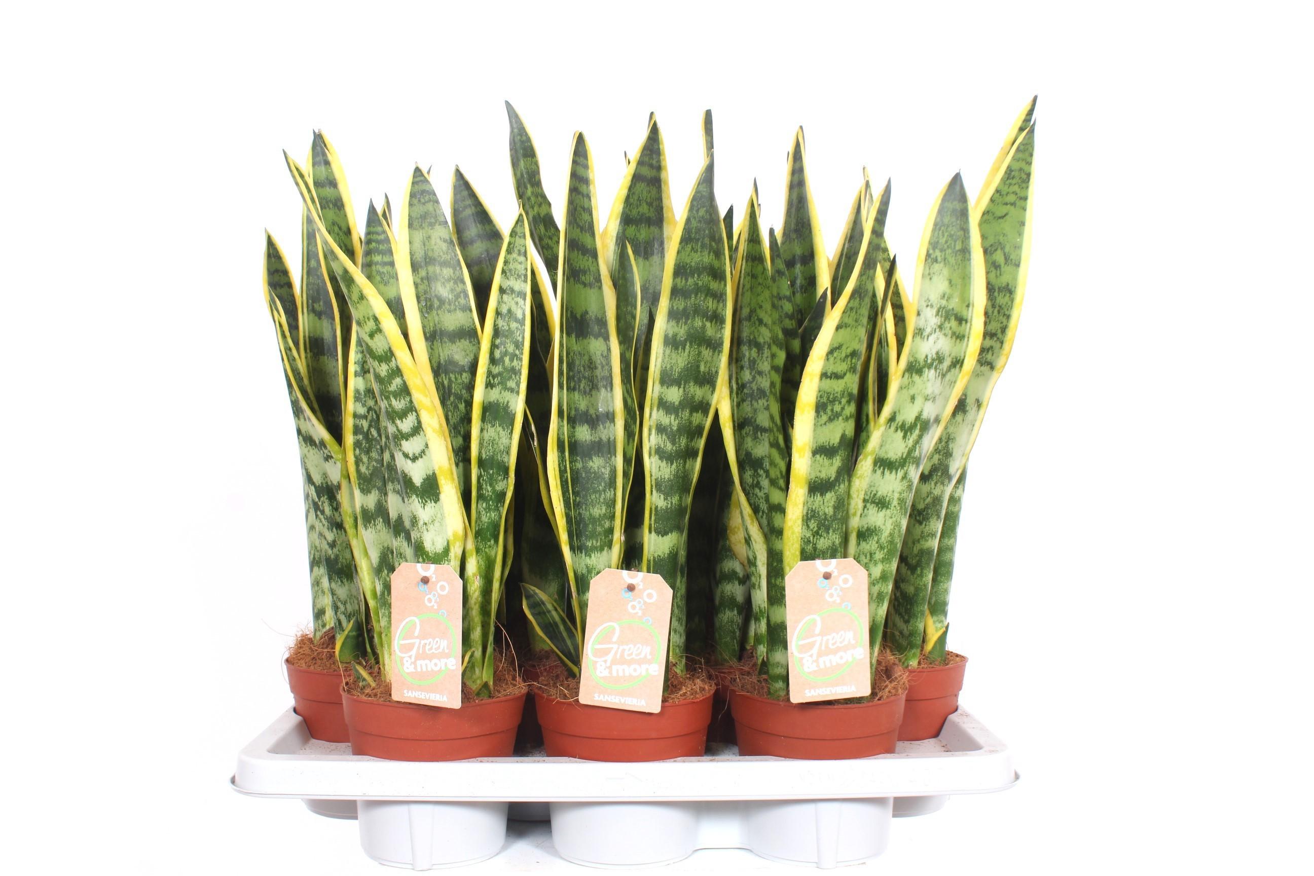 Горшечные цветы и растения оптом Sansevieria Laurentii от 7шт из Голландии с доставкой по России