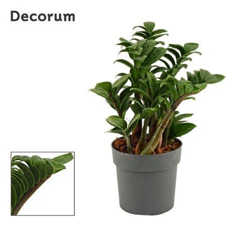 Горшечные цветы и растения оптом Zamioculcas Zenzi 3+ от 10шт из Голландии с доставкой по России