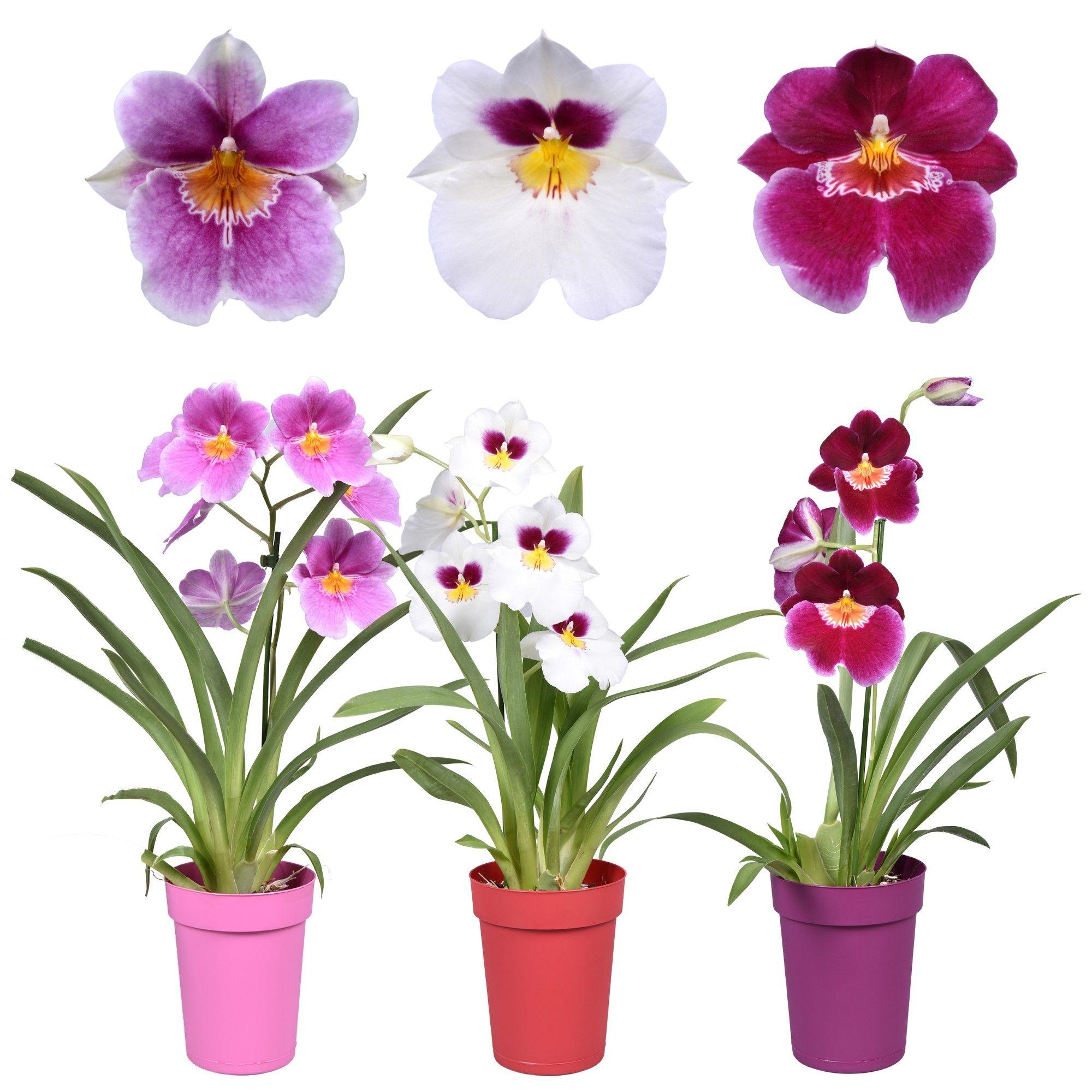 Горшечные цветы и растения оптом Miltonia 1st Mix от 6шт из Голландии с доставкой по России