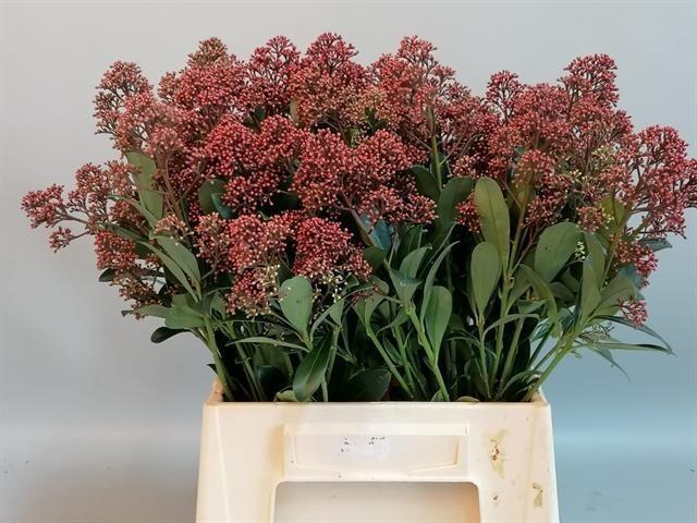 Срезанные цветы оптом Skimmia rubella per bunch от 10шт из Голландии с доставкой по России