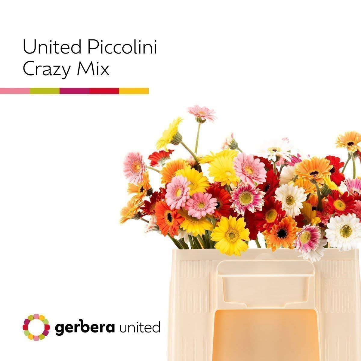 Срезанные цветы оптом Germini piccolini mix in bucket от 80шт из Голландии с доставкой по России