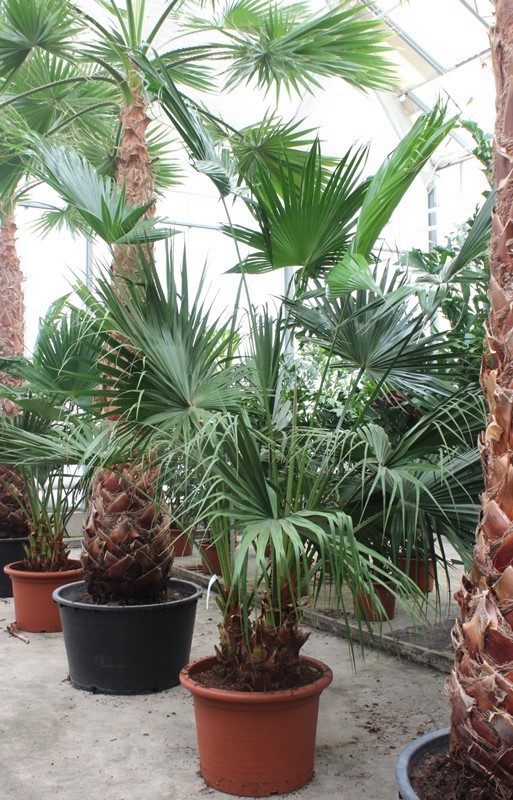 Горшечные цветы и растения оптом Livistona Chinensis 2pp от 1шт из Голландии с доставкой по России