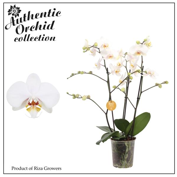 Горшечные цветы и растения оптом Phal 3st Marvellous White 40+ Authentic (orchid Gr от 6шт из Голландии с доставкой по России