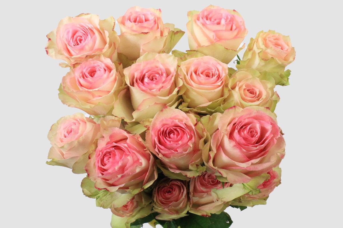 Срезанные цветы оптом Rosa ec esperance от 100шт из Голландии с доставкой по России