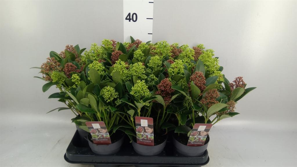 Горшечные цветы и растения оптом Skimmia Jap. от 9шт из Голландии с доставкой по России