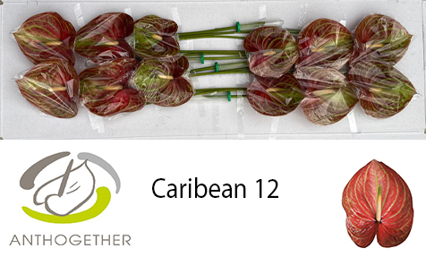 Срезанные цветы оптом Anthurium caribean от 12шт из Голландии с доставкой по России