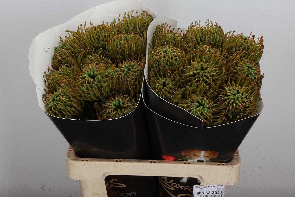 Срезанные цветы оптом Nutans wax olive от 20шт из Голландии с доставкой по России