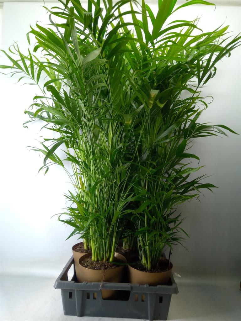 Горшечные цветы и растения оптом Chamaedorea Cataractarum от 4шт из Голландии с доставкой по России