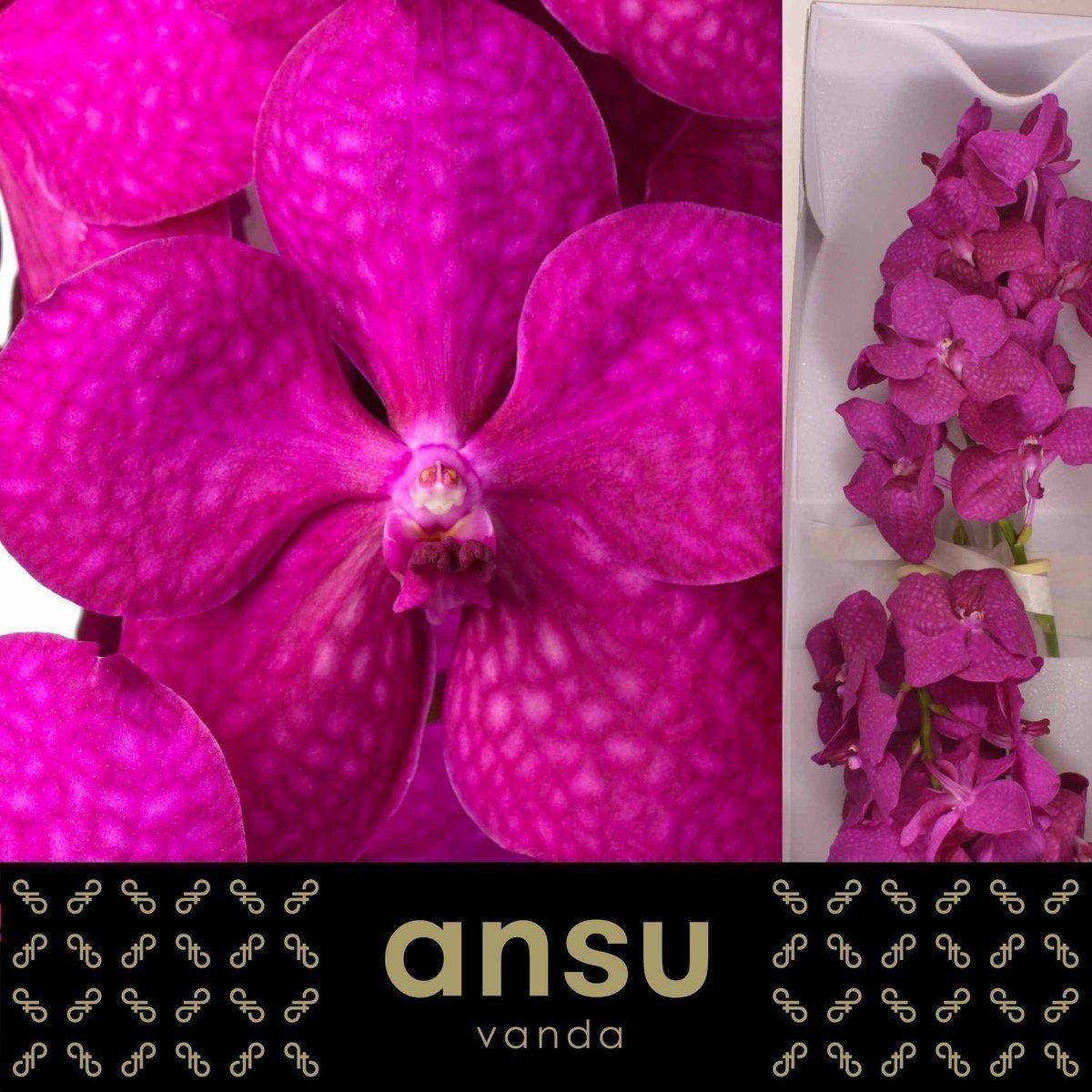 Срезанные цветы оптом Vanda tayanee cerise от 25шт из Голландии с доставкой по России Срезанные цветы оптом Vanda tayanee cerise от 25шт из Голландии с доставкой по России