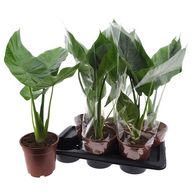 Горшечные цветы и растения оптом Alocasia Macrorrhizos от 6шт (для телеги) из Голландии с доставкой по России