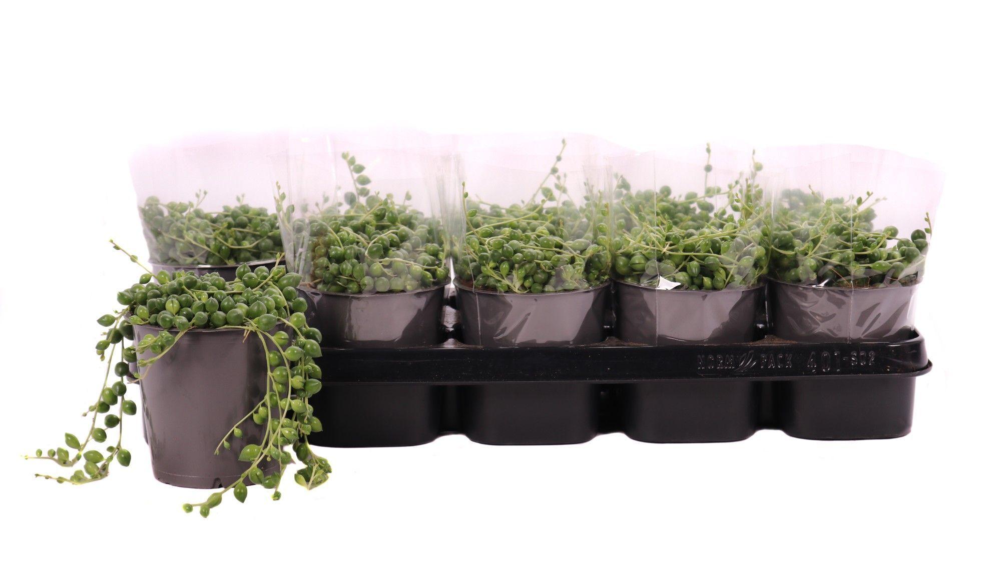 Горшечные цветы и растения оптом Senecio Rowleyanus 12 Cm от 10шт из Голландии с доставкой по России