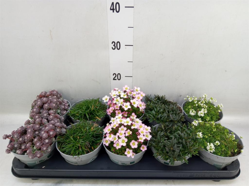 Горшечные цветы и растения оптом Rotsplanten   ...mix   [rock Plant] от 10шт из Голландии с доставкой по России