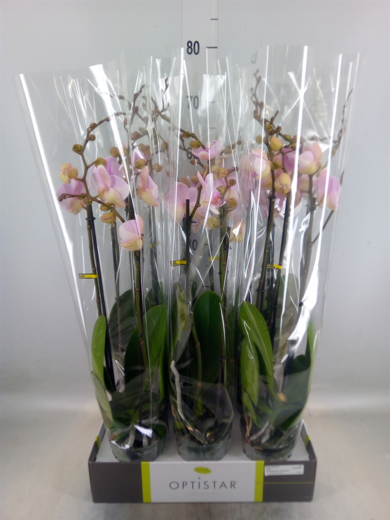 Горшечные цветы и растения оптом Phalaenopsis   ...rose от 6шт из Голландии с доставкой по России