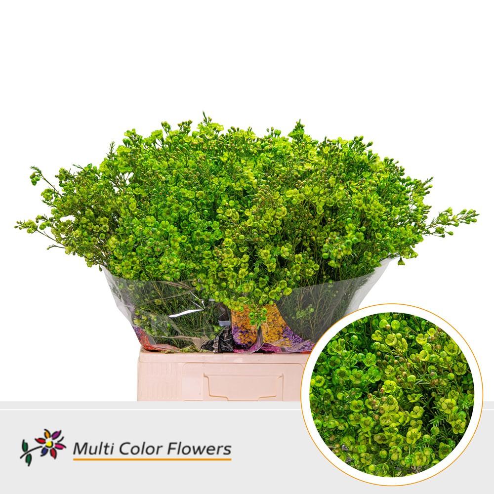 Срезанные цветы оптом Chamelaucium paint green dark от 100шт из Голландии с доставкой по России