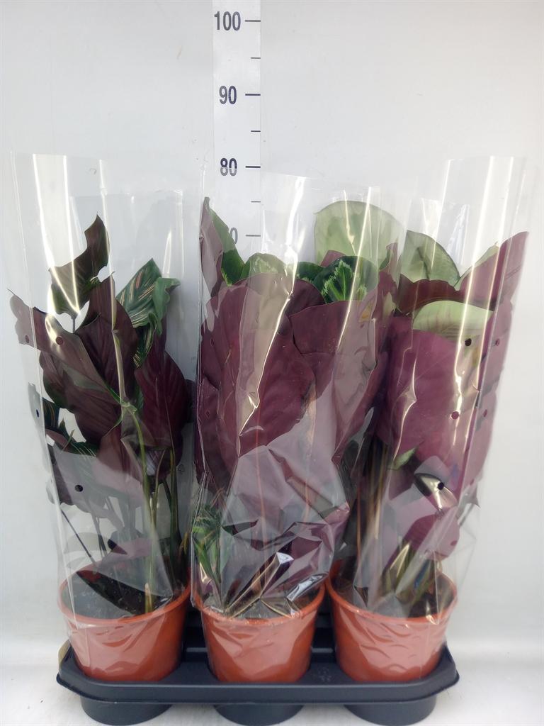 Горшечные цветы и растения оптом Calathea   ...mix от 3шт из Голландии с доставкой по России