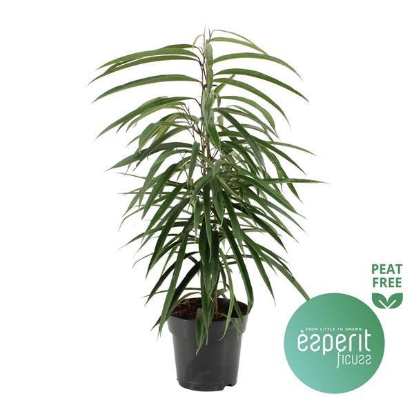 Горшечные цветы и растения оптом Ficus Bin Alii от 6шт из Голландии с доставкой по России