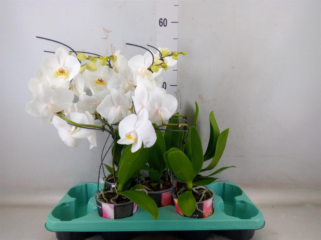 Горшечные цветы и растения оптом Phalaenopsis   ... от 5шт из Голландии с доставкой по России