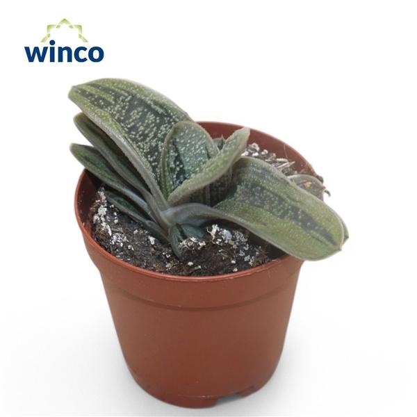 Горшечные цветы и растения оптом Gasteria Little Warthii от 20шт (для телеги) из Голландии с доставкой по России