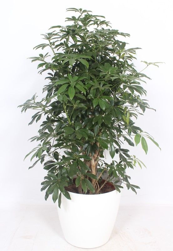 Горшечные цветы и растения оптом Schefflera Compacta In San Remo White от 1шт из Голландии с доставкой по России