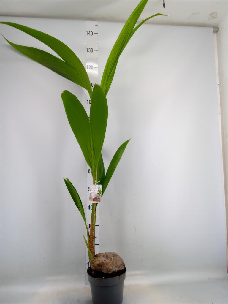 Горшечные цветы и растения оптом Cocos Nucifera от 1шт из Голландии с доставкой по России