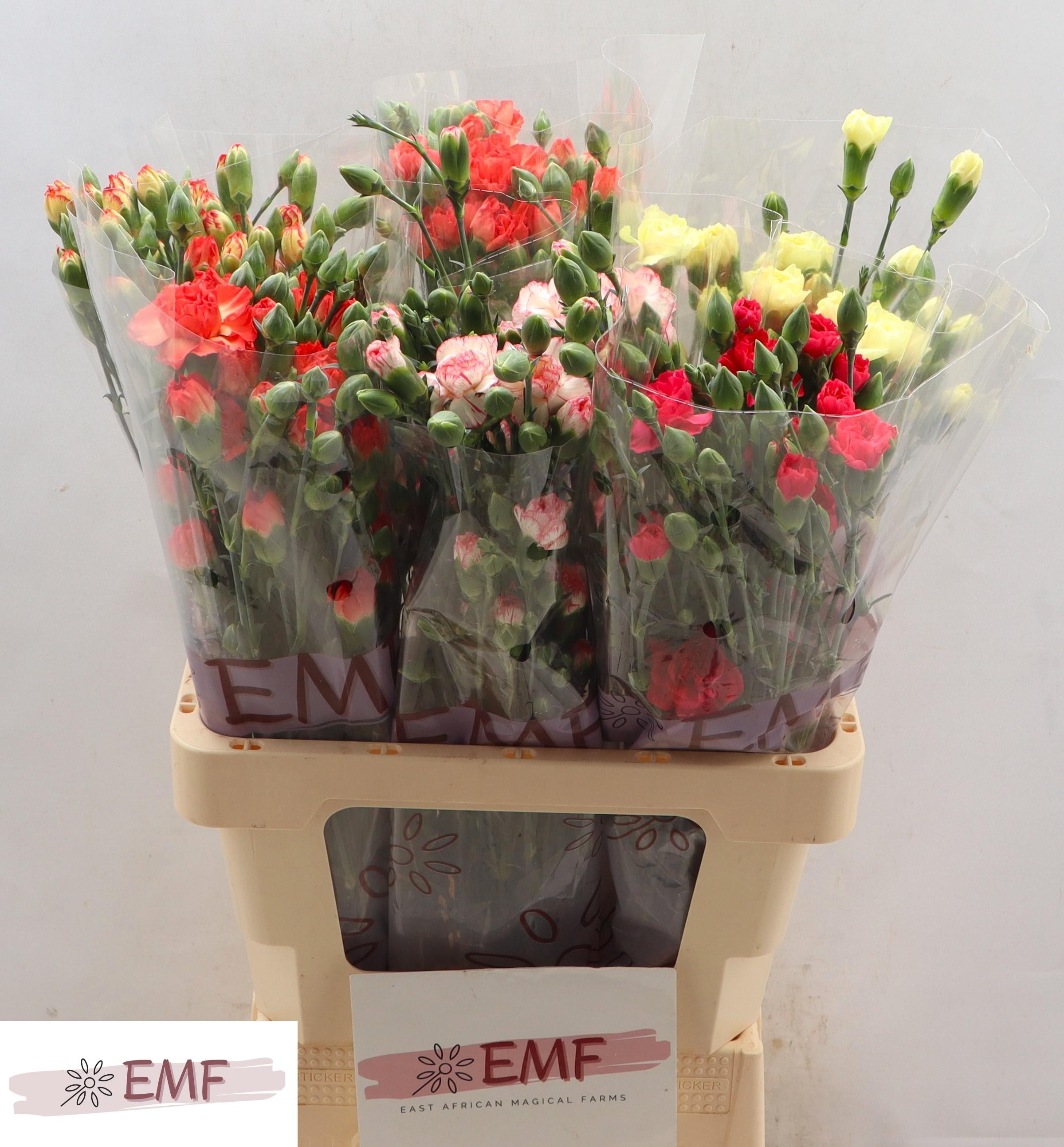 Срезанные цветы оптом Dianthus sp mix in bucket от 60шт из Голландии с доставкой по России