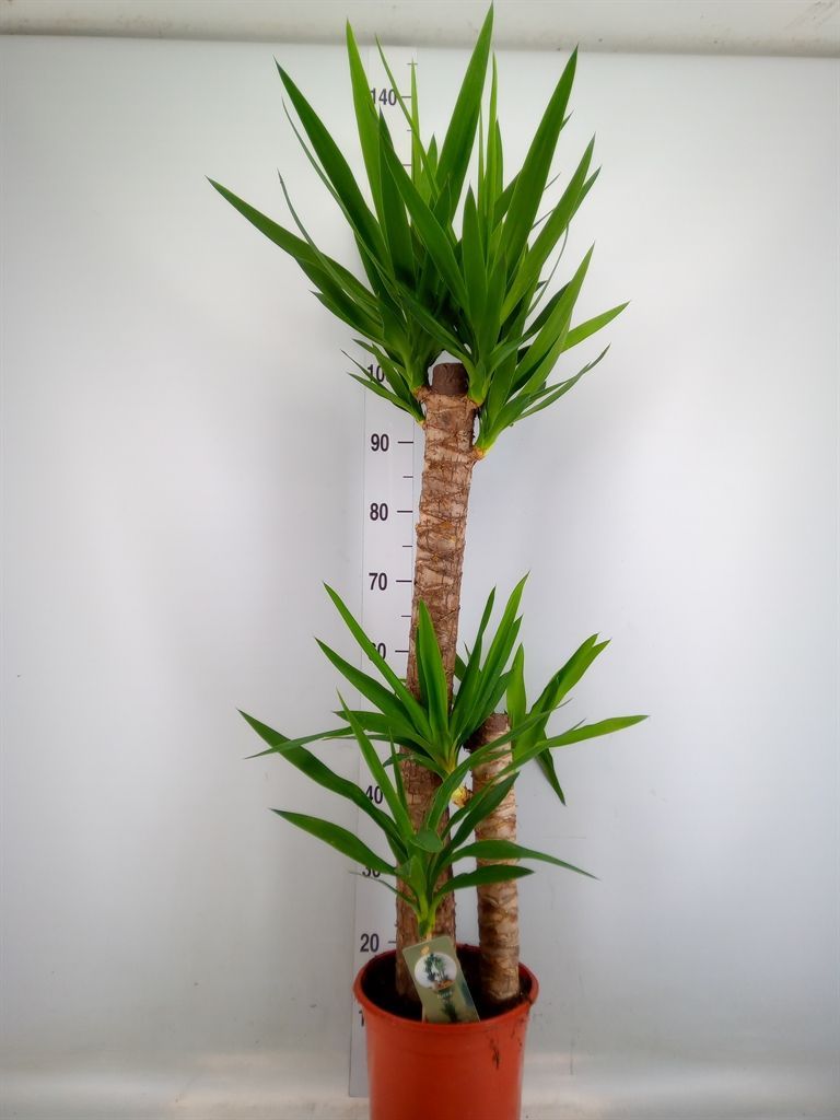 Горшечные цветы и растения оптом Yucca   ... от 1шт из Голландии с доставкой по России