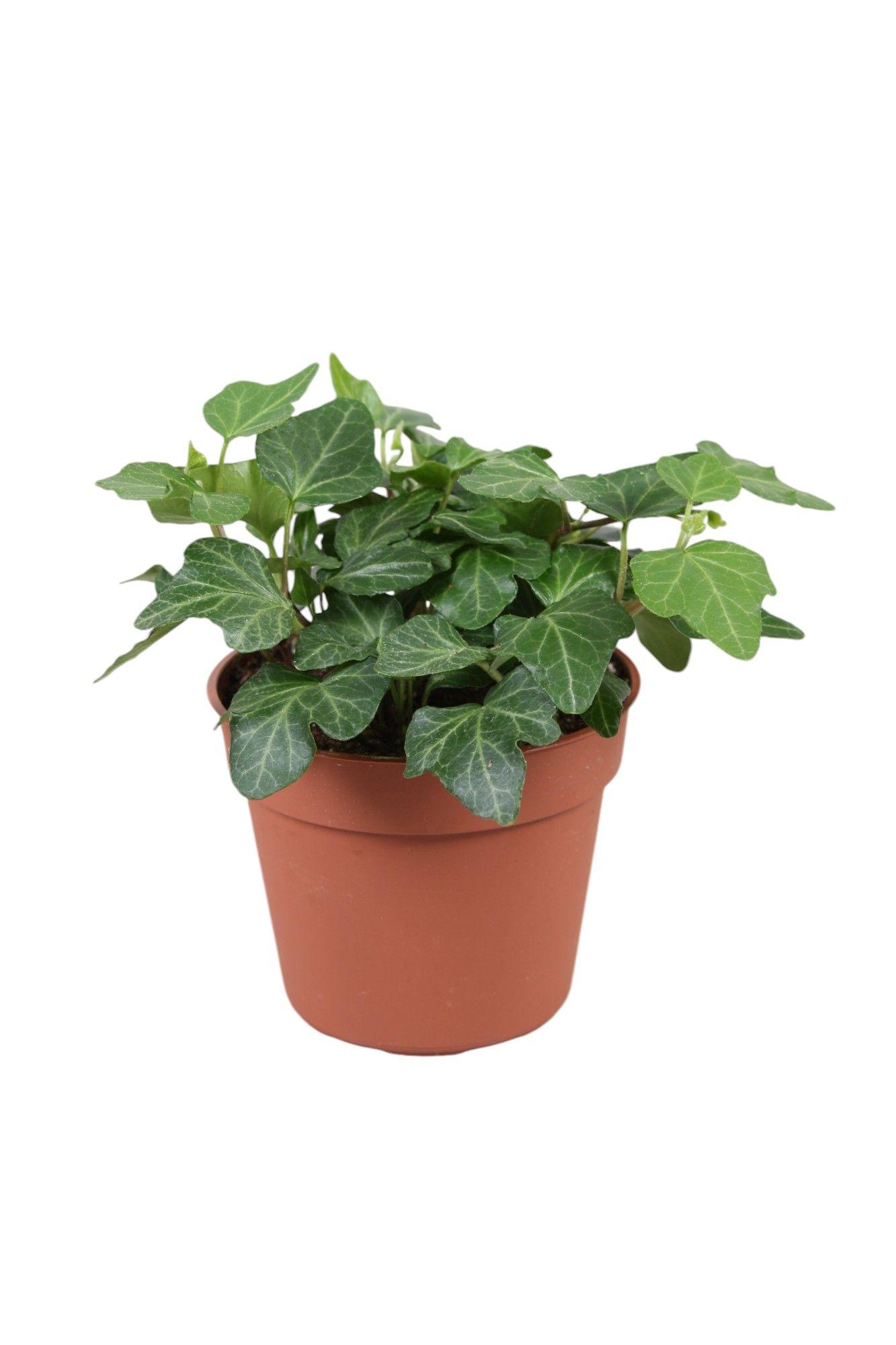 Горшечные цветы и растения оптом Hedera Helix Wonder от 21шт (для телеги) из Голландии с доставкой по России