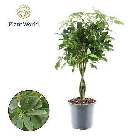 Горшечные цветы и растения оптом Schefflera Compacta Nora Gevlochten Stam P21 от 1шт из Голландии с доставкой по России Горшечные цветы и растения оптом Schefflera Compacta Nora Gevlochten Stam P21 от 1шт из Голландии с доставкой по России