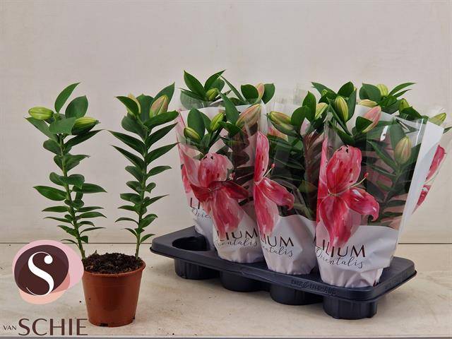 Горшечные цветы и растения оптом Lil Or Souvenir от 8шт из Голландии с доставкой по России