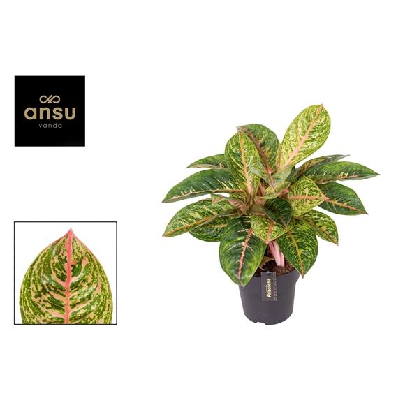 Горшечные цветы и растения оптом Aglaonema Red Reflections от 3шт из Голландии с доставкой по России
