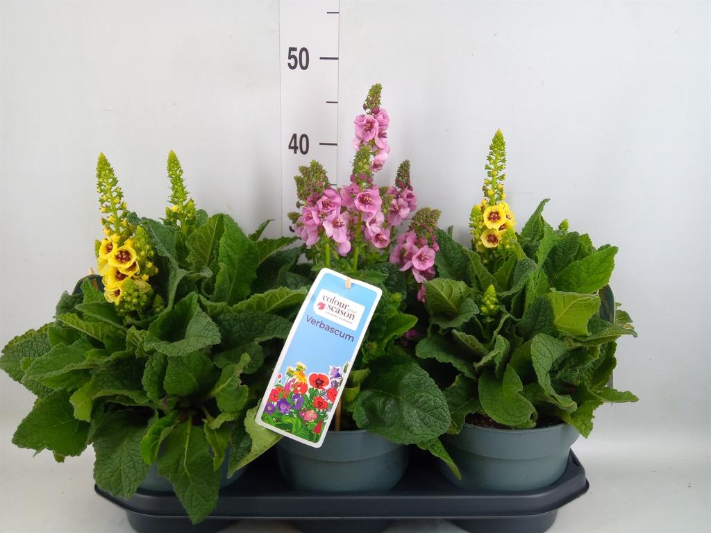 Горшечные цветы и растения оптом Verbascum Phoeniceum от 3шт из Голландии с доставкой по России