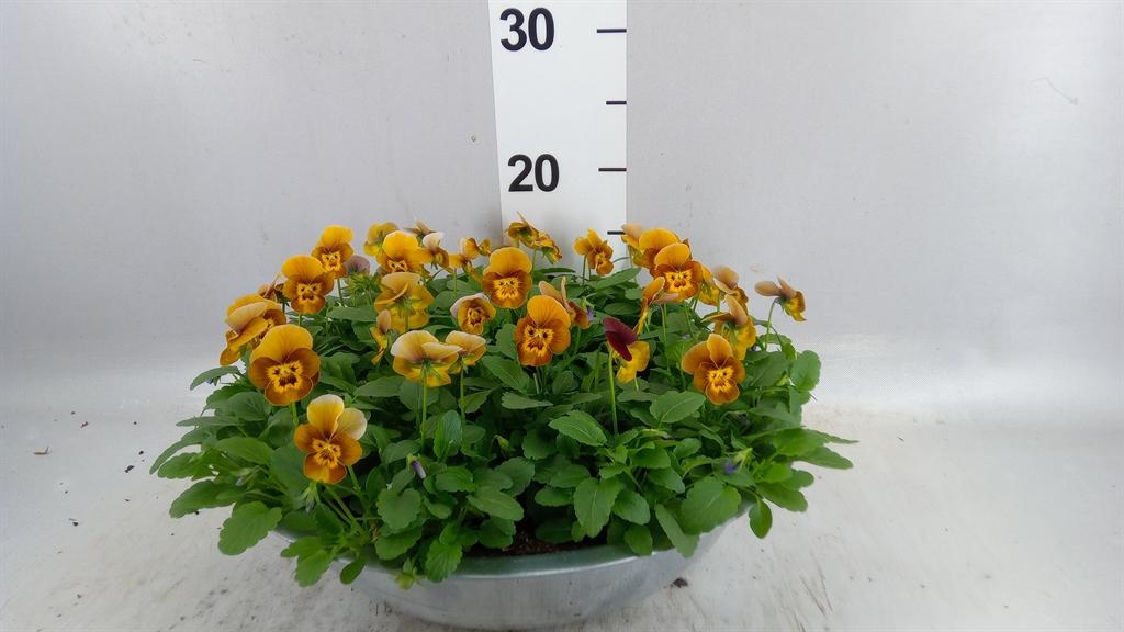 Горшечные цветы и растения оптом Viola Corn. deltini Honey Bee от 1шт (для телеги) из Голландии с доставкой по России
