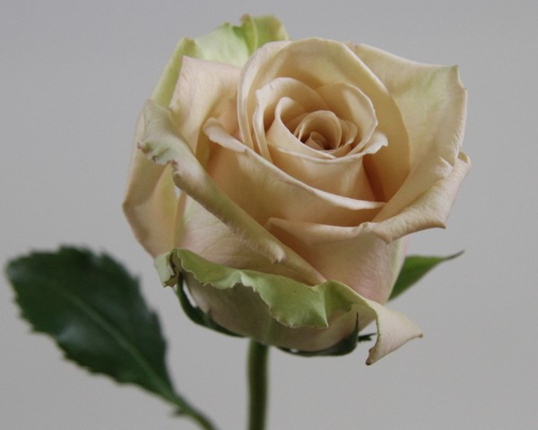 Срезанные цветы оптом Rosa ec sahara от 40шт из Голландии с доставкой по России