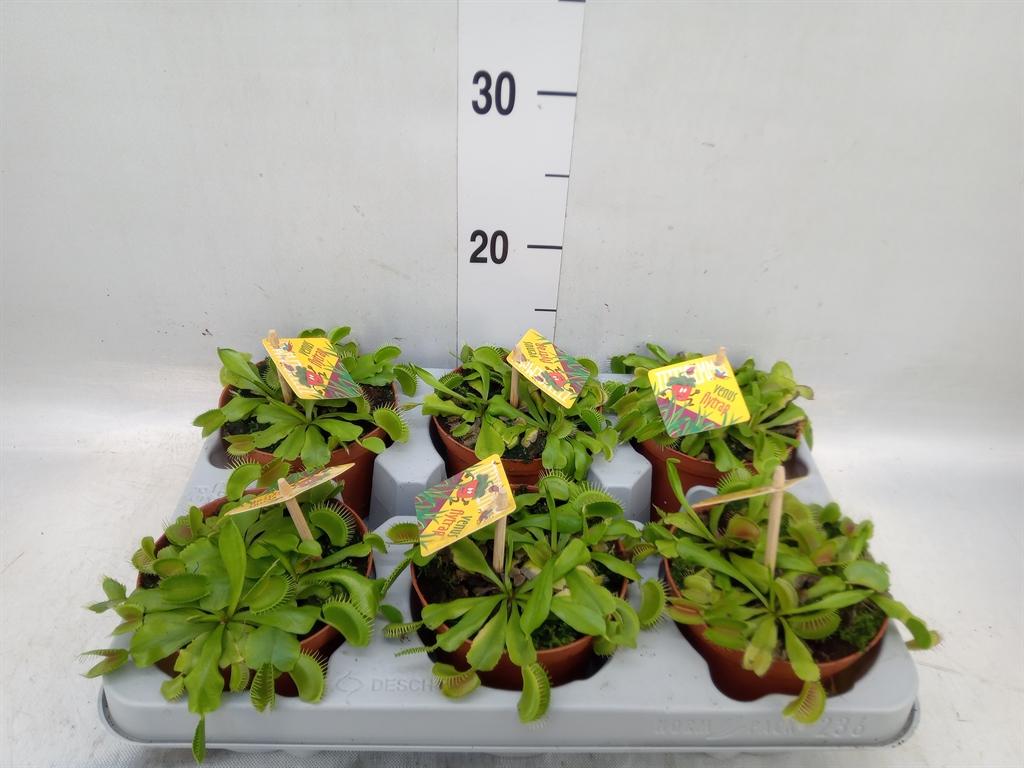 Горшечные цветы и растения оптом Dionaea Muscipula от 6шт из Голландии с доставкой по России