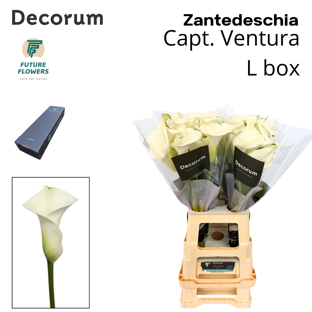 Срезанные цветы оптом Zantedeschia captain ventura от 120шт из Голландии с доставкой по России