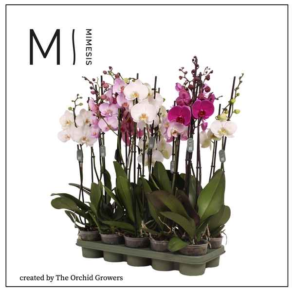 Горшечные цветы и растения оптом Phal 2st White Purple Pink Mix 16+ (orchid Growers от 10шт из Голландии с доставкой по России