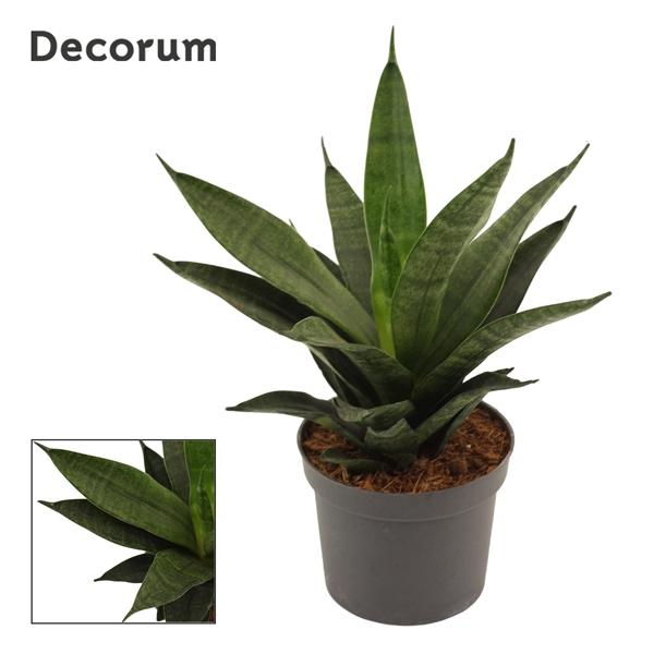 Горшечные цветы и растения оптом Sansevieria Black Widow Crown (decorum) от 12шт (для телеги) из Голландии с доставкой по России
