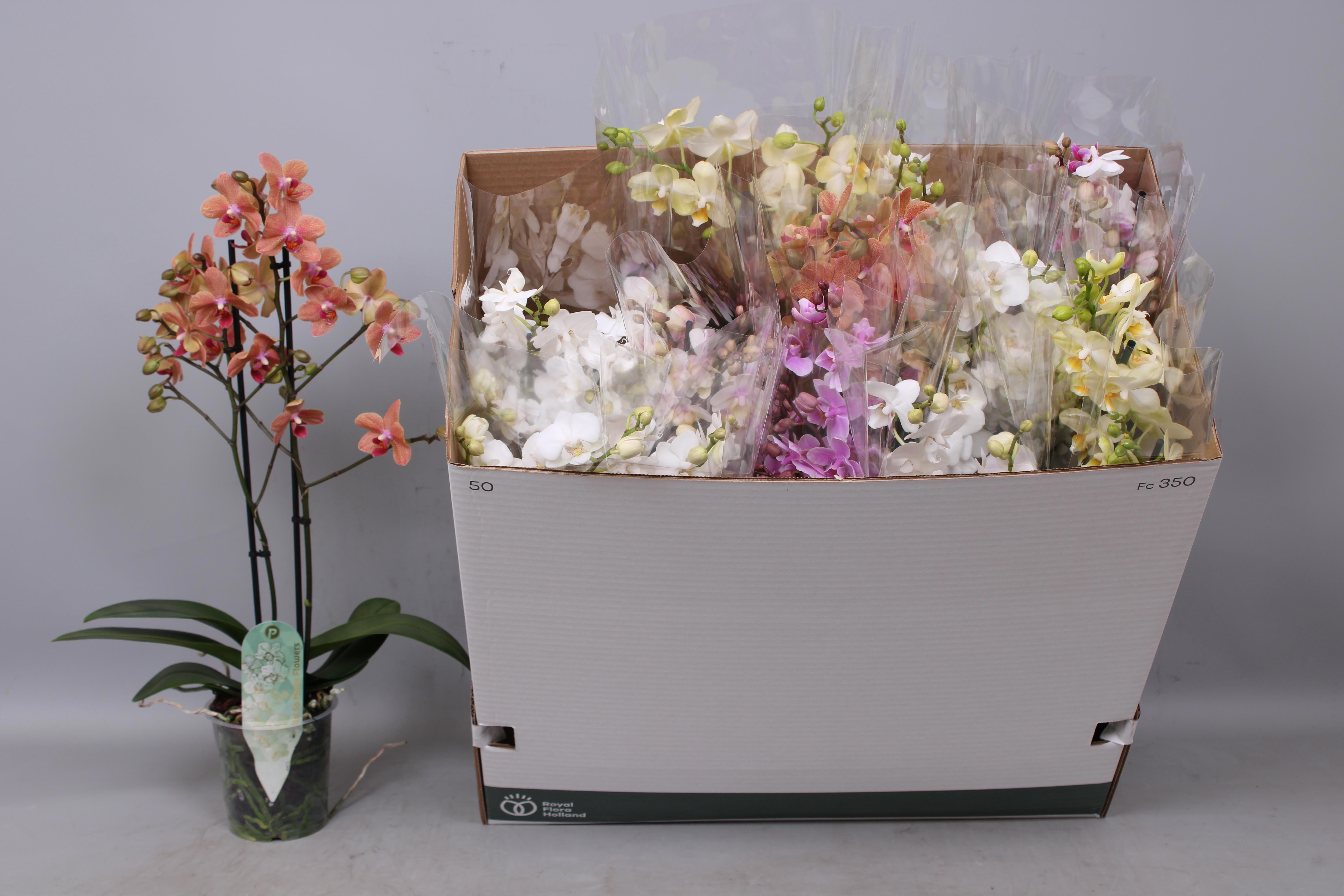 Горшечные цветы и растения оптом Phal Mf Gem 5 Kl от 12шт из Голландии с доставкой по России