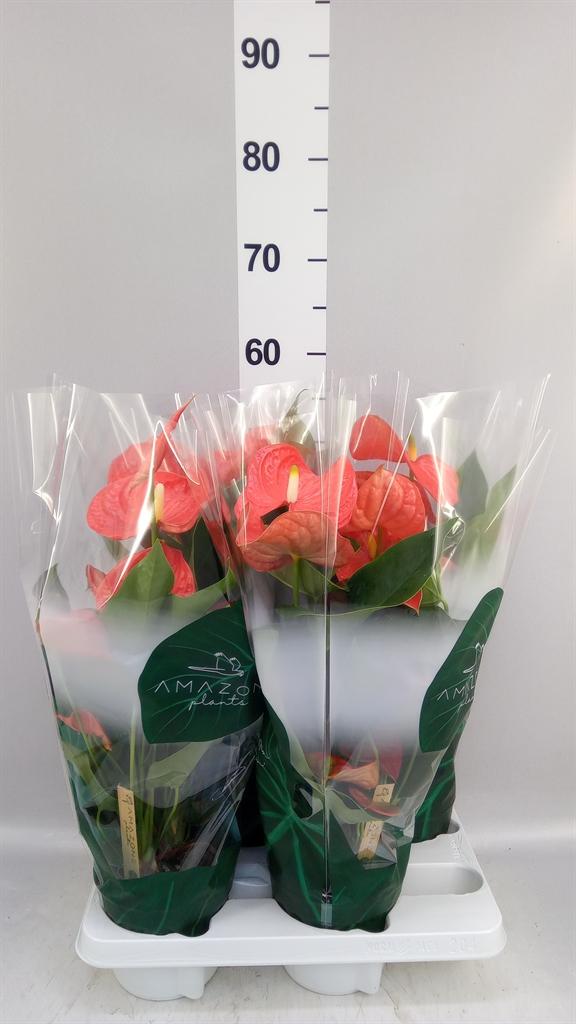 Горшечные цветы и растения оптом Anthurium Andr. florida от 4шт из Голландии с доставкой по России