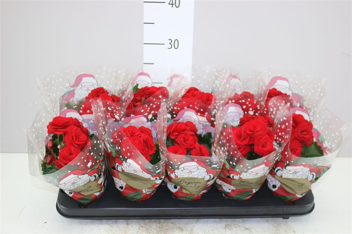 Горшечные цветы и растения оптом Begonia Du Baladin от 10шт (для телеги) из Голландии с доставкой по России