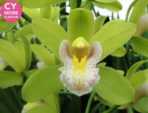 Срезанные цветы оптом Minicymbidium mint maxime от 4шт. из Голландии с доставкой по России Срезанные цветы оптом Minicymbidium mint maxime от 4шт. из Голландии с доставкой по России