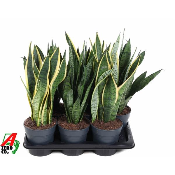 Горшечные цветы и растения оптом Sansevieria Mix от 1шт из Голландии с доставкой по России