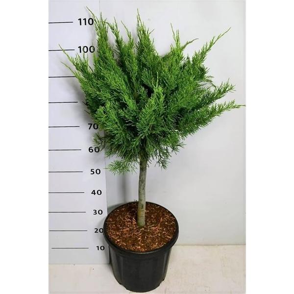 Горшечные цветы и растения оптом Juniperus Pfitz Mint Julep от 1шт из Голландии с доставкой по России