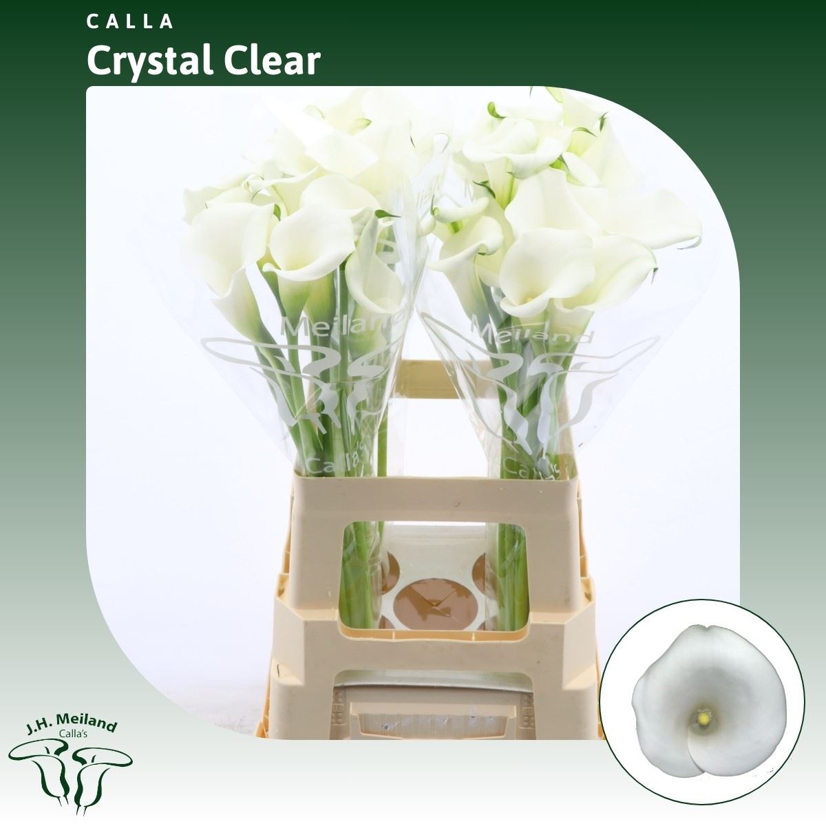 Срезанные цветы оптом Zantedeschia crystal clear от 40шт из Голландии с доставкой по России